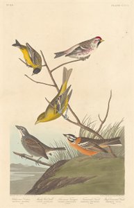 Siskin dell