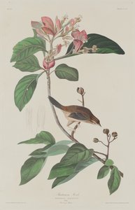 Fringuello di Bachman da Robert Havell after John James Audubon