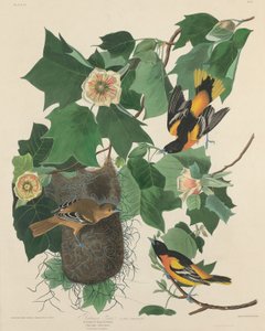 Baltimore Oriole da Robert Havell after John James Audubon