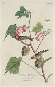 Parula petto castano da Robert Havell after John James Audubon