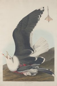 Gabbiano Dorso Nero da Robert Havell after John James Audubon