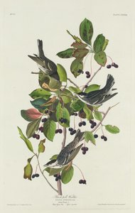 Parula di Black-Pool da Robert Havell after John James Audubon