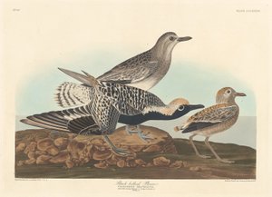 Piviere Pancianera da Robert Havell after John James Audubon