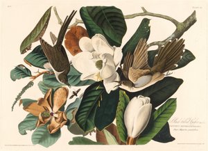 Cuculo dal becco nero da Robert Havell after John James Audubon