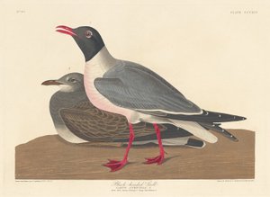 Gabbiano comune