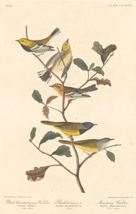 Parula dal collare nero, Parula di Blackburn e Parula in lutto da Robert Havell after John James Audubon