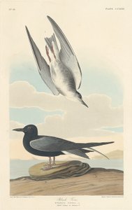 Sterna nera da Robert Havell after John James Audubon