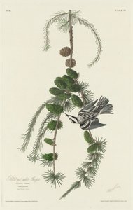 Rampicante Bianco e Nero da Robert Havell after John James Audubon