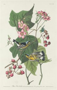 Parula Nera e Gialla da Robert Havell after John James Audubon