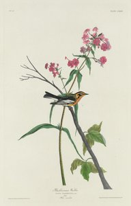 Parula di Blackburn da Robert Havell after John James Audubon