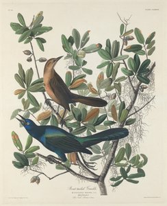 Grackle dalla coda a barca da Robert Havell after John James Audubon