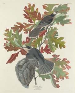 Ghiandaia canadese da Robert Havell after John James Audubon