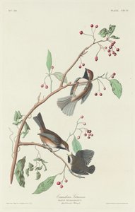 Cincia Canadese da Robert Havell after John James Audubon