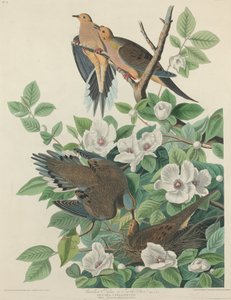 Piccione della Carolina o tortora da Robert Havell after John James Audubon