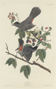 Uccello gatto da Robert Havell after John James Audubon