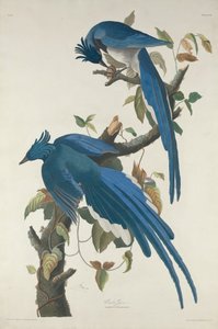 Ghiandaia di Columbia da Robert Havell after John James Audubon