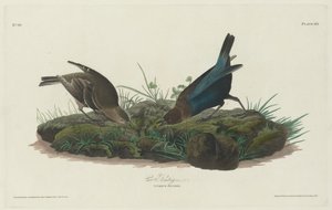 Vagabondo