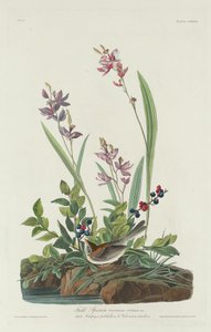 Passero di Campo da Robert Havell after John James Audubon