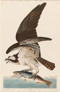 Falco Pescatore da Robert Havell after John James Audubon