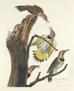 Picchio dorato