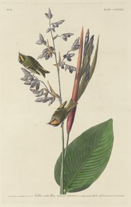 Regolo crestato dorato da Robert Havell after John James Audubon