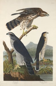 Astore e falco di Stanley da Robert Havell after John James Audubon