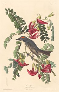 Tiranno Grigio da Robert Havell after John James Audubon