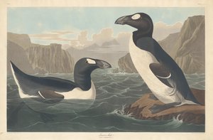 Grande Auk da Robert Havell after John James Audubon