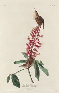 Grande scricciolo della Carolina da Robert Havell after John James Audubon