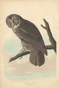 Grande gufo cenerino da Robert Havell after John James Audubon