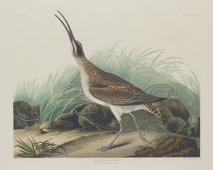 Grande Chiurlo Eschimese da Robert Havell after John James Audubon