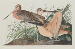 Grande Marbled Godwit