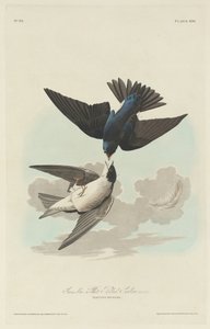 Rondine dal ventre bianco o verde-blu da Robert Havell after John James Audubon