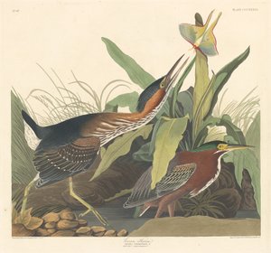 Airone verde da Robert Havell after John James Audubon