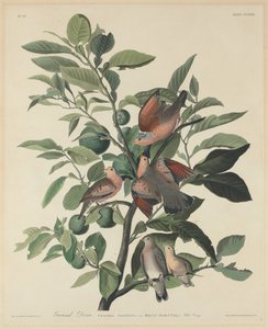Colomba terricola da Robert Havell after John James Audubon