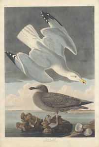 Gabbiano reale da Robert Havell after John James Audubon