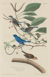 Uccello indaco da Robert Havell after John James Audubon