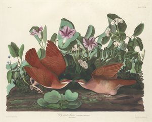 Colomba di Key West da Robert Havell after John James Audubon