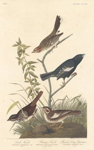 Allodola, Fringuello delle praterie e Passero canoro marrone da Robert Havell after John James Audubon