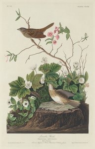 Lincoln Finch da Robert Havell after John James Audubon