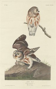 Civetta da Robert Havell after John James Audubon