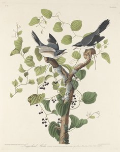Averla maggiore da Robert Havell after John James Audubon