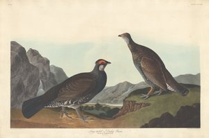 Gallo cedrone dalla lunga coda o scuro