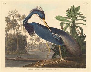 Airone della Louisiana da Robert Havell after John James Audubon