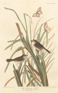 Fringuello di MacGillivray da Robert Havell after John James Audubon