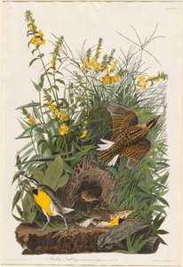 Allodola di prato da Robert Havell after John James Audubon