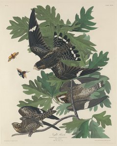 Falco notturno da Robert Havell after John James Audubon