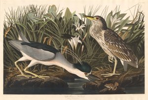 Nitticora o uccello Qua da Robert Havell after John James Audubon