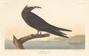 Sterna annodata da Robert Havell after John James Audubon