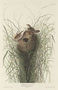 Scricciolo di palude minore di Nuttall da Robert Havell after John James Audubon